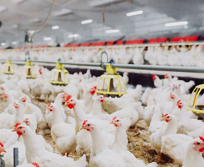 Kanatlı Hayvancılık